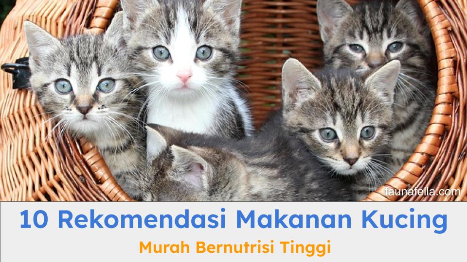Anak kucing yang tampak sehat dan aktif karena diberi makanan kucing murah berkualitas dan bernutrisi tinggi.