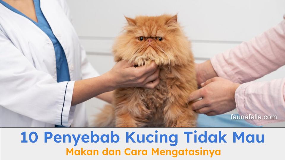 Penyebab kucing tidak mau makan bisa karena hal biasa biasa atau penyakit serius.