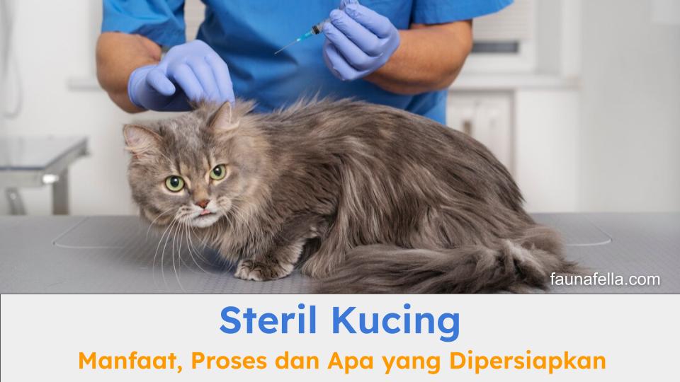 Steril kucing jantan atau betina memberikan banyak manfaat. Ketahui proses dan apa saja yang dipersiapkan.
