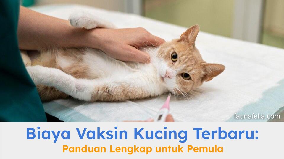Dengan biaya vaksin kucing yang terjangkau, kucing oren ini menjadi lebih sehat pasca vaksin.