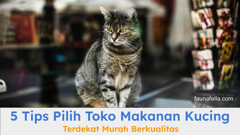 Kucing yang sedang berada di dalam toko. Toko makanan kucing terdekat menawarkan berbagai kemudahan.