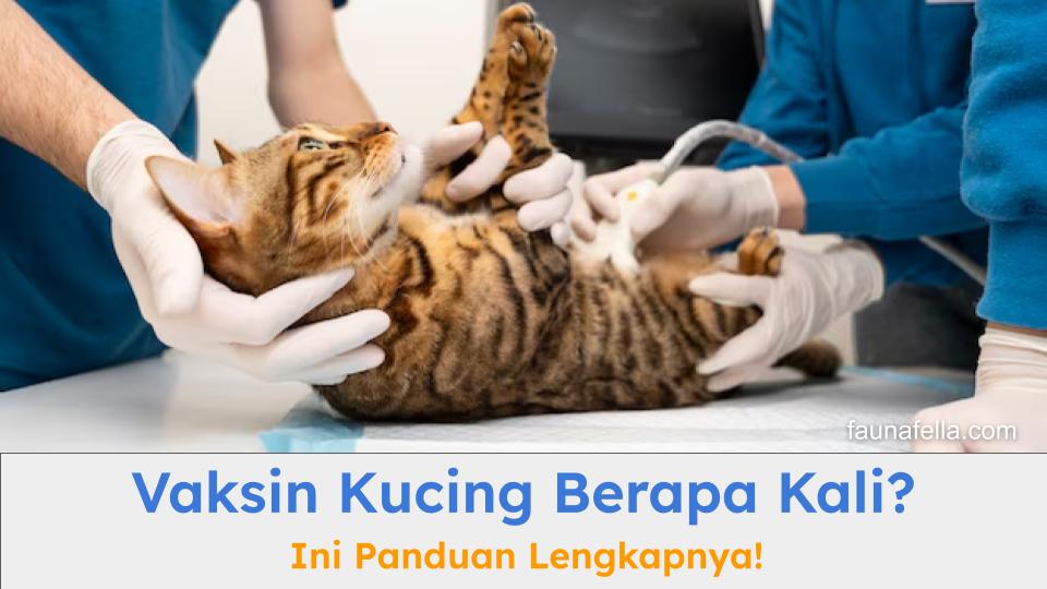 Vaksin kucing berapa kali? Sebaiknya konsultasikan pada ahlinya agar kebutuhan vaksinasi lebih tepat.