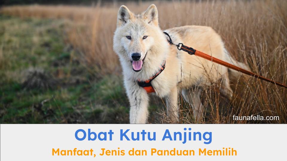 Anjing serigala (wolfdog) ini memiliki bulu dan kulit yang sehat. Obat kutu anjing membantu menghilangkan kutu dan telurnya.