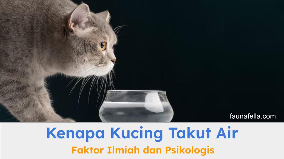 Kenapa kucing takut air bisa karena faktor fisik dan psikologis termasuk sejarahnya sebagai ras binatang gurun.