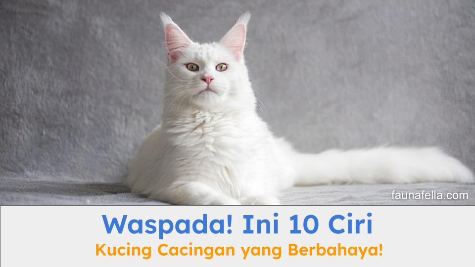 Kucing Maine Coon putih yang sehat dan tidak ada ciri kucing cacingan.