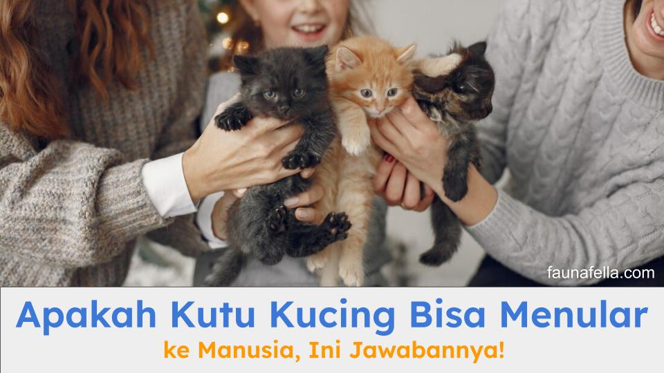 Kucing yang dipegang manusia bisa menularkan kutu. Jadi, jawaban dari apakah kutu kucing bisa menular ke manusia adalah iya.