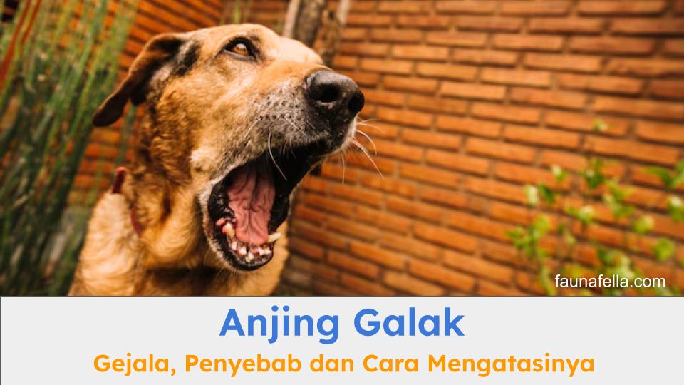 Anjing galak yang tampak agresif. Anda harus tahu gejala, penyebab dan cara mengatasinya.