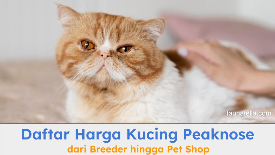 Kucing Peaknose warna oranye dan putih. Harga kucing Peaknose ras murni bisa lebih mahal dari campuran.