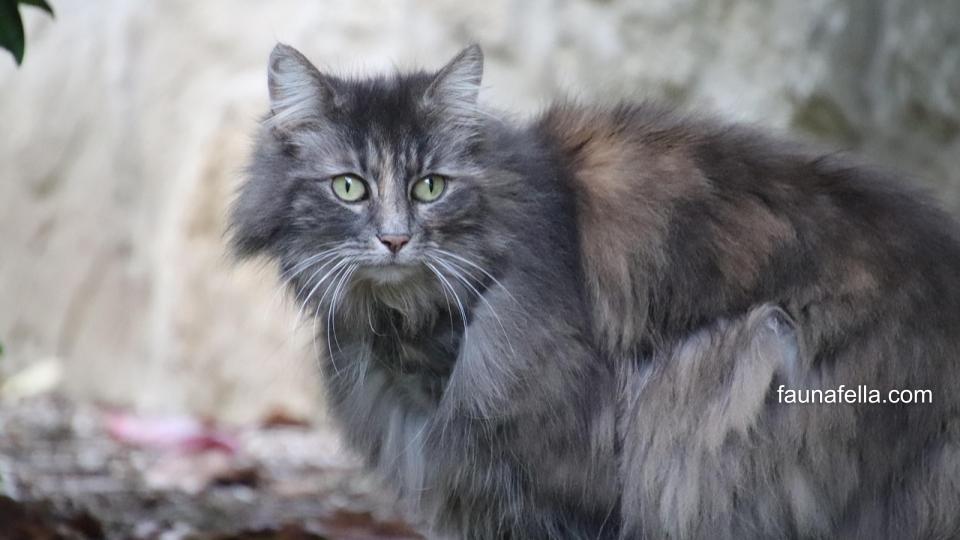 Kucing Anggora abu abu sedang berada di luar ruangan dengan bulu yang sehat.