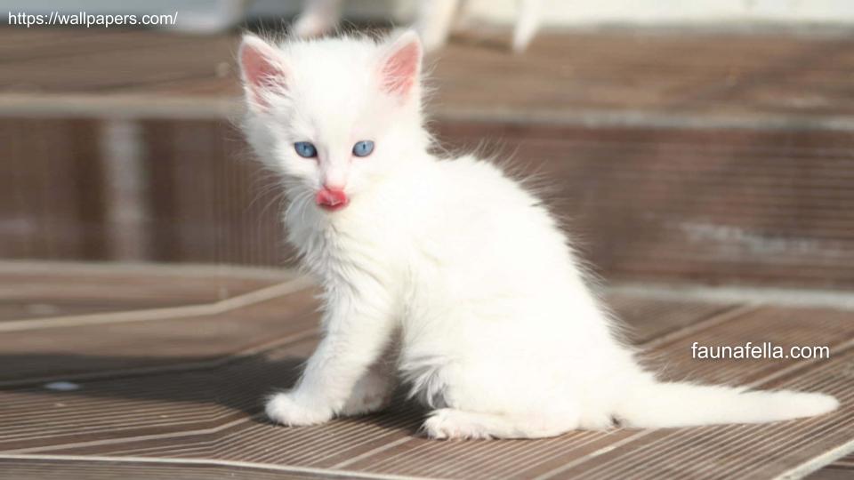 Anak kucing Anggora sedang menjilat. Harga kucing Anggora kecil yang sehat dan asli, bisa lebih mahal.