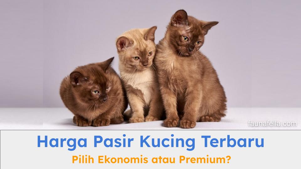 Anak kucing yang terlihat bersih karena menggunakan harga pasir kucing yang tepat di litter box.