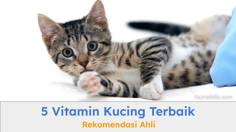 Kucing yang terlihat lebih sehat, aktif dan memiliki bulu yang sehat karena mengonsumsi vitamin kucing secara rutin.