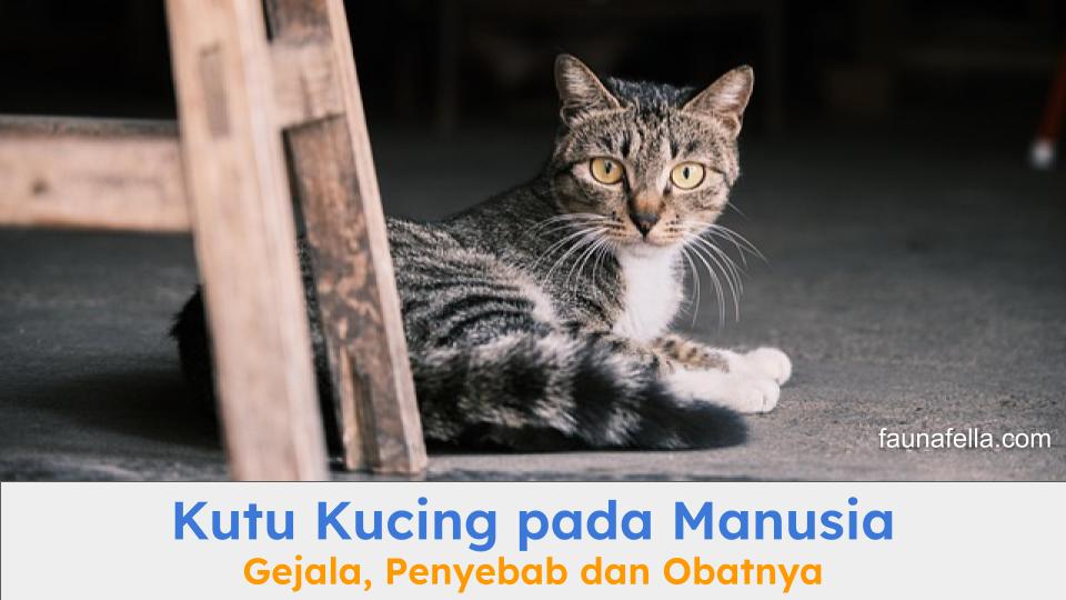 Kucing yang sedang rebahan dan bisa menularkan kutu. Kutu kucing pada manusia seringnya pada kucing yang kotor.