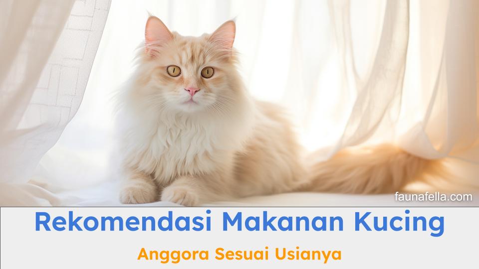 Kucing Anggora yang terlihat sehat dan terawat. Makanan kucing Anggora harus sesuai usianya agar tumbuh kembang optimal.