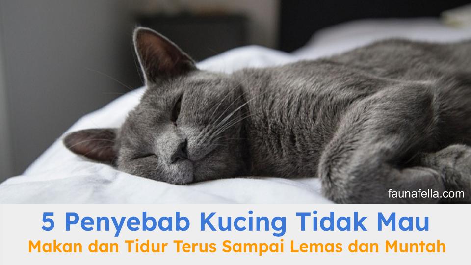 Kucing sedang tidur terus seharian. Cari tahu penyebab kucing tidak mau makan dan tidur terus.