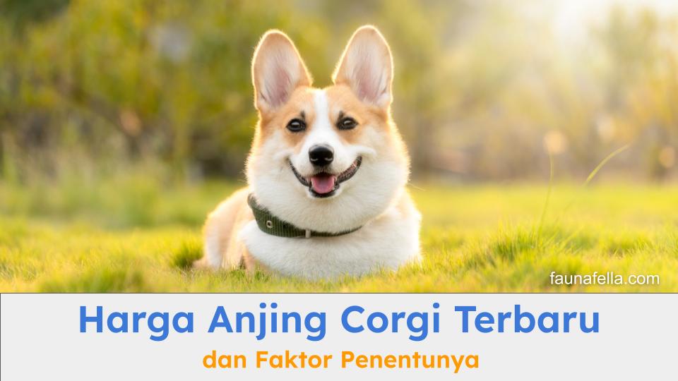 Anjing Corgi yang ceria. Harga anjing Corgi bisa sangat mahal karena kemurnian rasnya. Temukan faktor penentu harga lainnya.