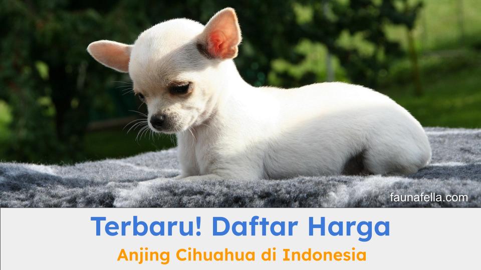 Anjing Cihuahua putih. Harga anjing Cihuahua sangat bervariasi tergantung berbagai aspek.