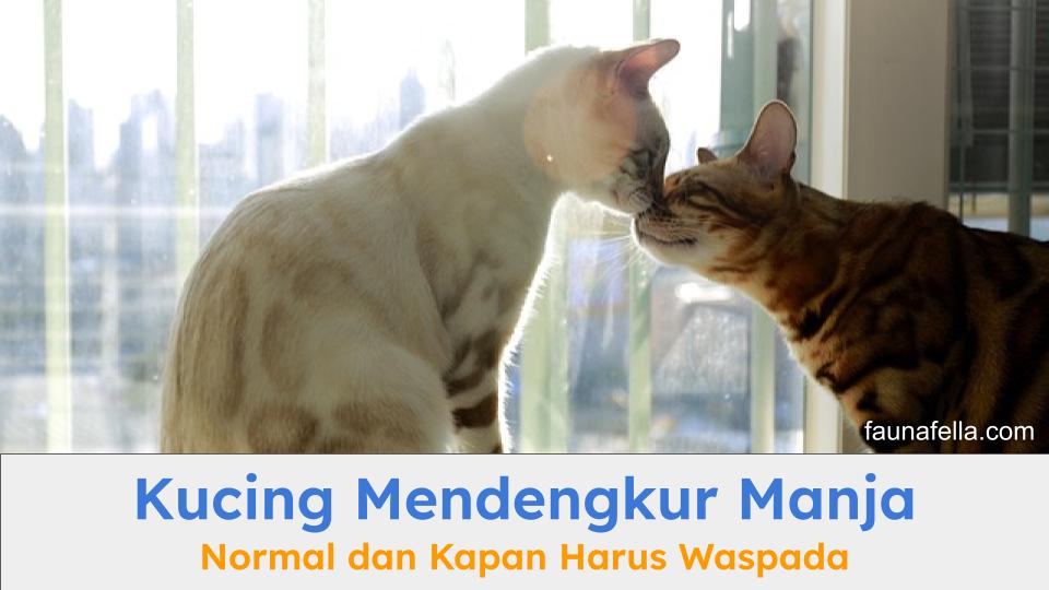 Kucing mendengkur manja dengan kucing lainnya. Pahami arti mendengkur normal dan bahaya.