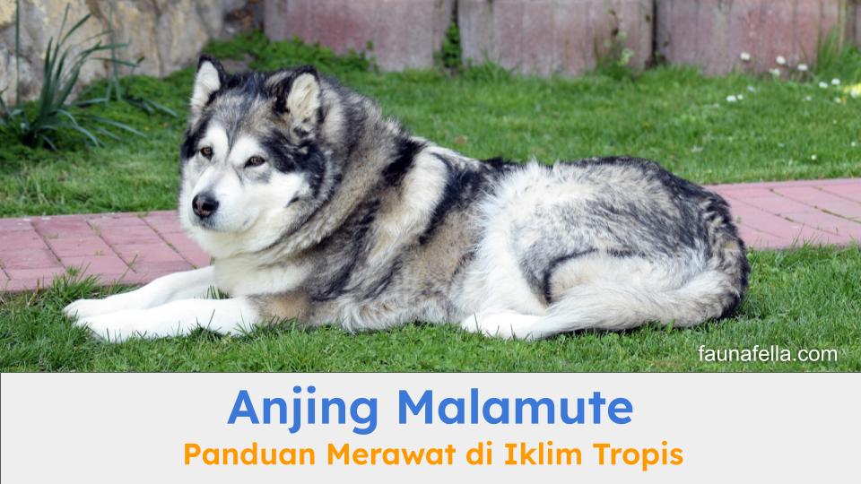 Anjing Malamute sedang beristirahat setelah bermain di taman.