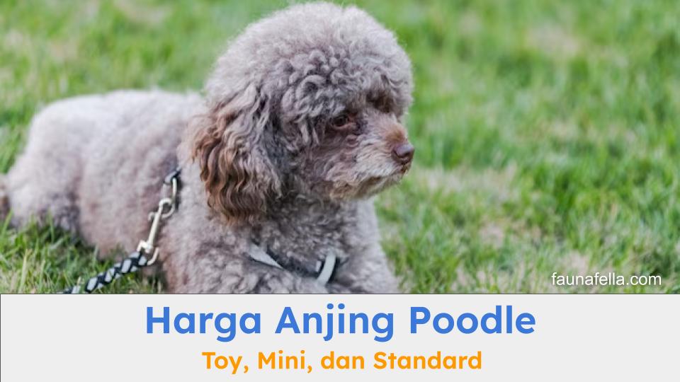 Anjing Poodle di area outdoor. Harga anjing Poodle sangat beragam dari toy, mini atau standar.