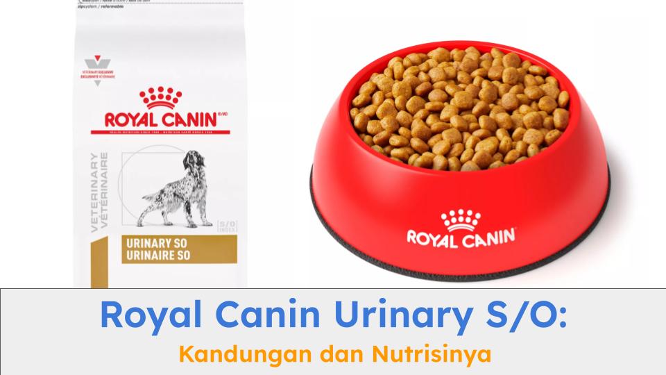 Royal Canin Urinary S/O sangat bagus untuk anjing dengan permasalahan urin atau saluran kemih.