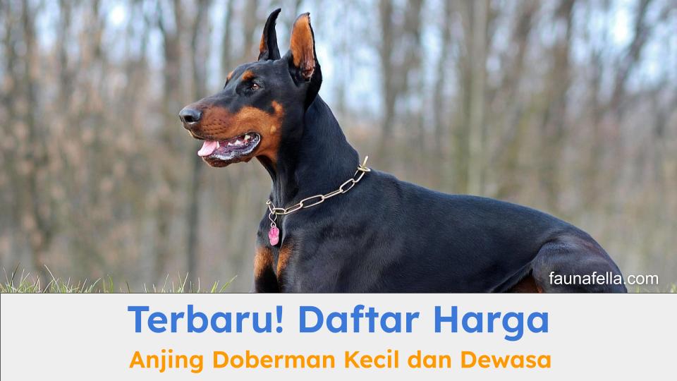 Anjing Doberman yang terlihat gagah. Harga anjing Doberman sangat bervariasi.