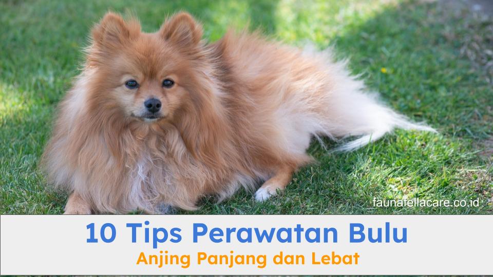 Anjing bulu lebat sedang bermain. Perawatan anjing bulu panjang dan lebat sangat penting dilakukan secara rutin.