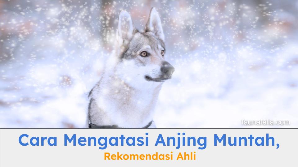 Anjing di luar ruangan yang rawan memakan benda asing. Pelajari cara mengatasi anjing muntah sesuai rekomendasi