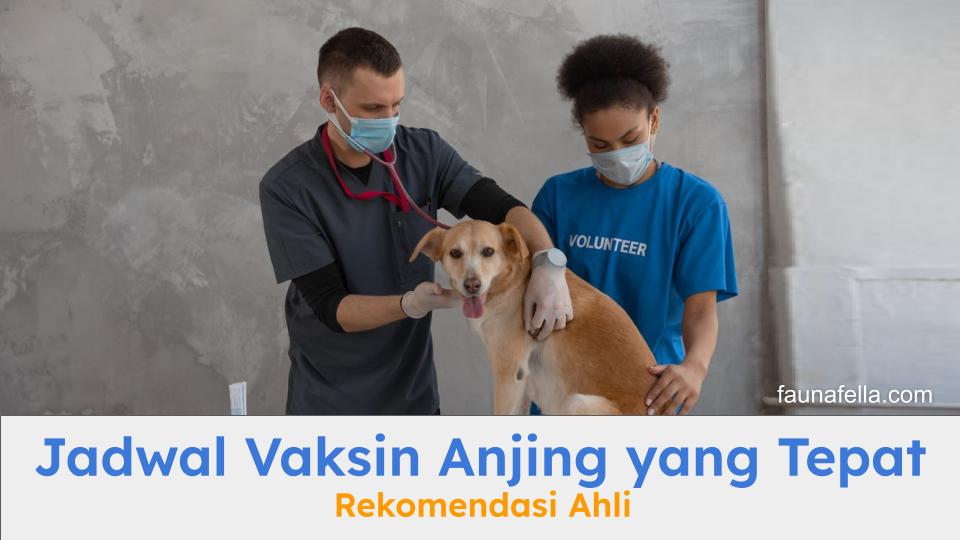 Dokter sedang melakukan perawatan rutin. Jadwal vaksin anjing yang rutin membantu tingkatkan kesehatan anabul