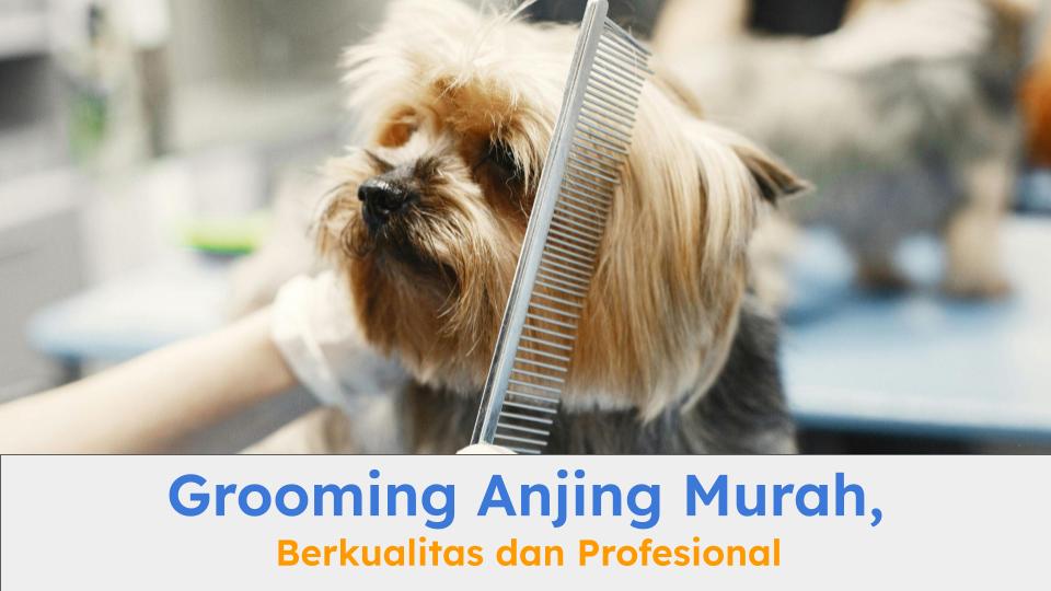 Groomer sedang menyisir bulu anjing. Layanan grooming anjing murah profesional bisa jadi pilihan tepat.