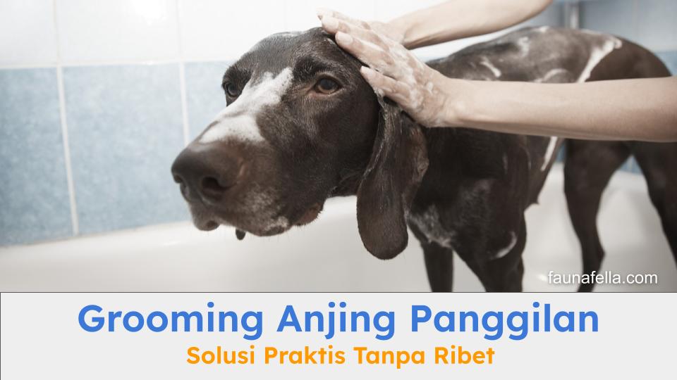 Grooming anjing dengan cara memandikan secara lembut dan profesional.