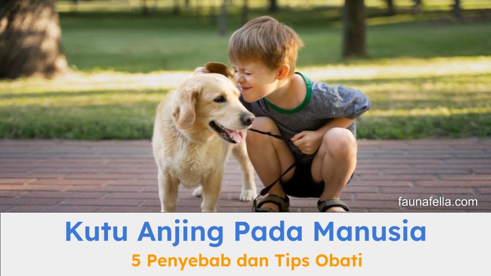 Anabul dan anak kecil. Kutu anjing pada manusia bisa menular karena interaksi keduanya