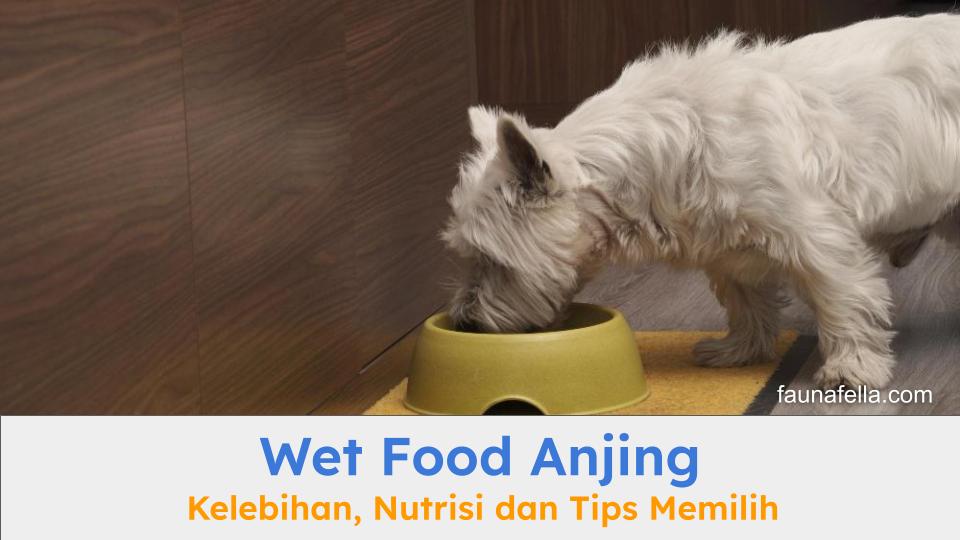 Anabul sedang makan wet food anjing yang menjadi favoritnya karena rasa dan teksturnya