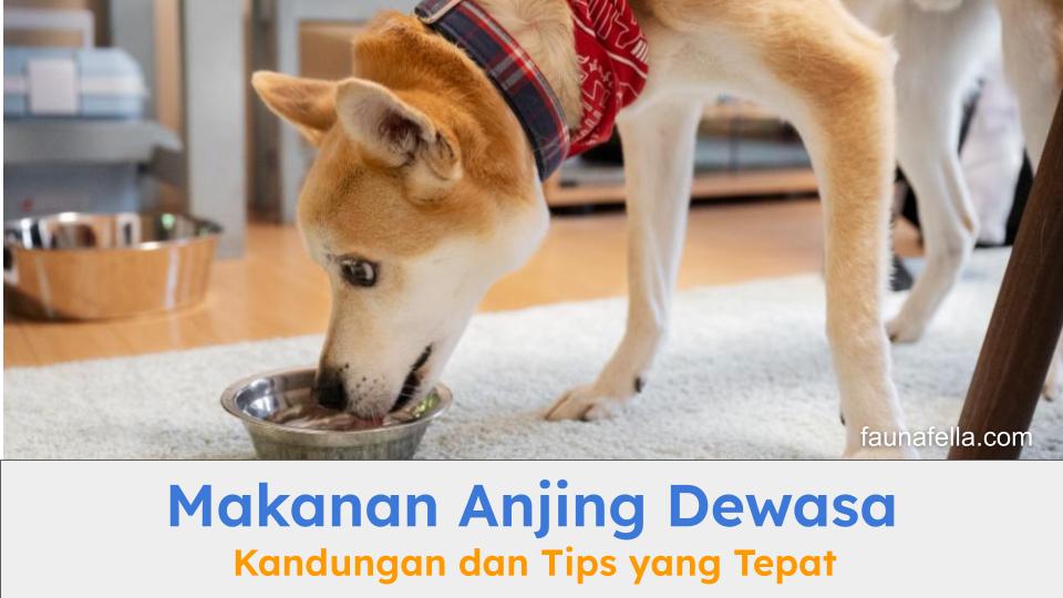 Anabul yang sedang menikmati makanan anjing dewasa dengan nutrisi tepat