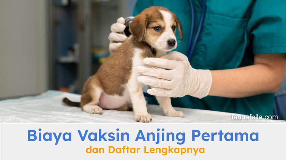 Anak anjing yang akan divaksin pertama. Ketahui berapa biaya vaksin anjing pertama sebelum memutuskan.