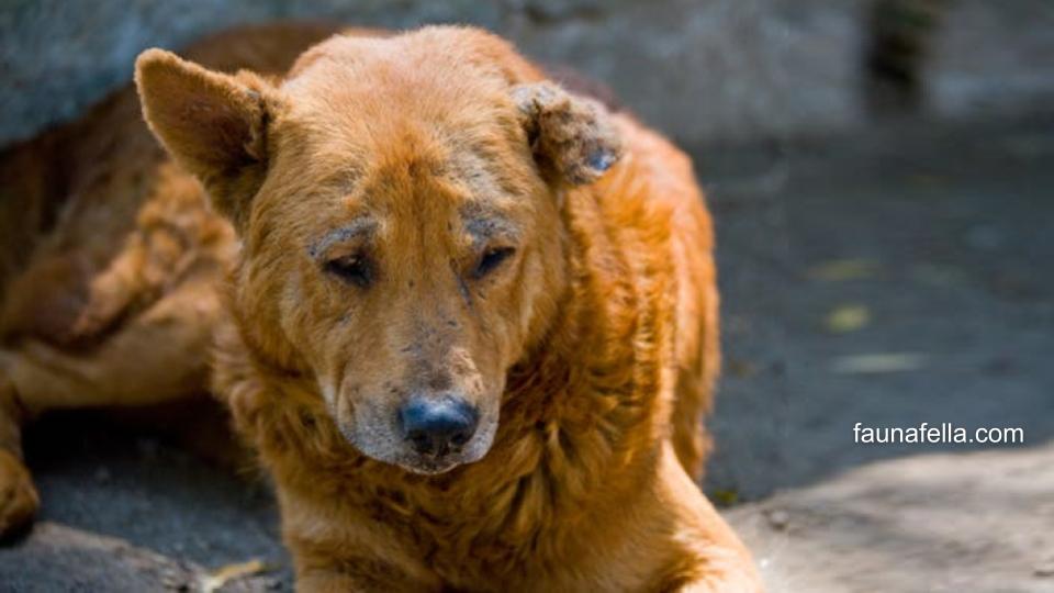 Cara mengobati penyakit kulit anjing yang aman sangat direkomendasikan untuk kesehatan anabul