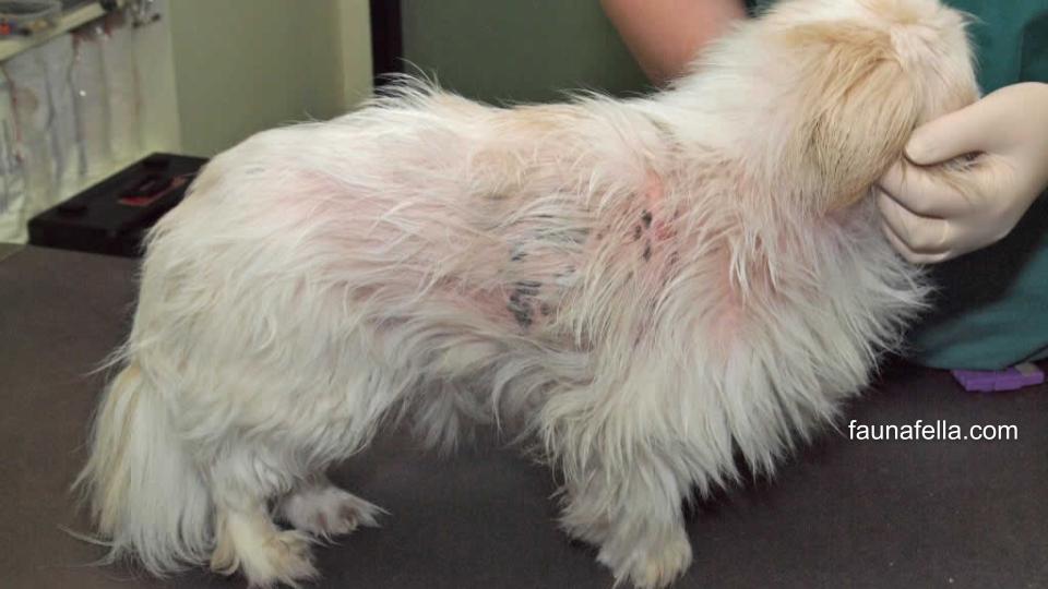 Penyakit kulit anjing dan obatnya yang tepat membantu anabul agar kembali sehat dan aktif.