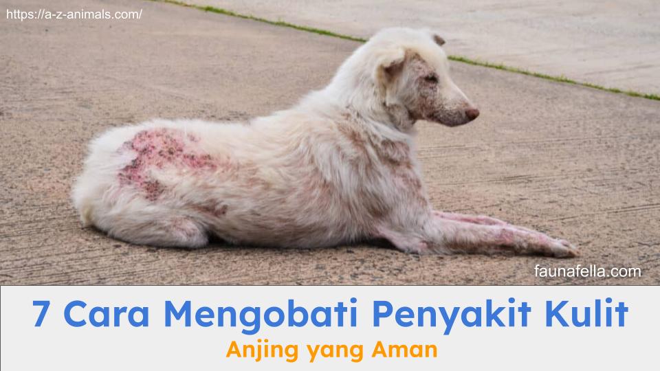Kondisi anabul dengan penyakit kulit scabies. Pelajari cara mengobati penyakit kulit anjing yang aman