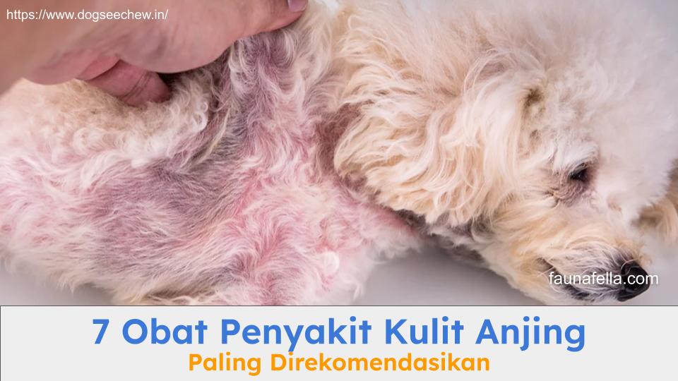 Obat penyakit kulit anjing dapat bekerja atasi penyakit kulit seperti di gambar