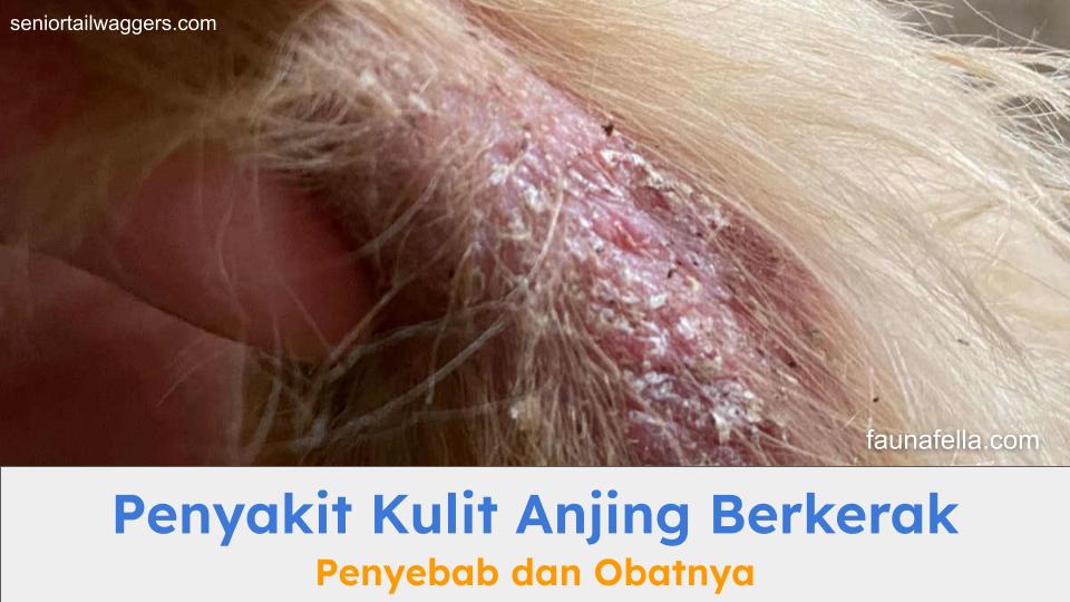 Gambaran penyakit kulit anjing berkerak yang harus segera diobati