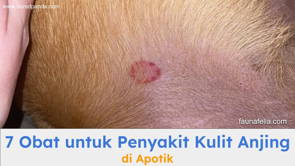Gambaran penyakit kulit ringworm. Obat untuk penyakit kulit anjing direkomendasikan untuk atasi ringworm