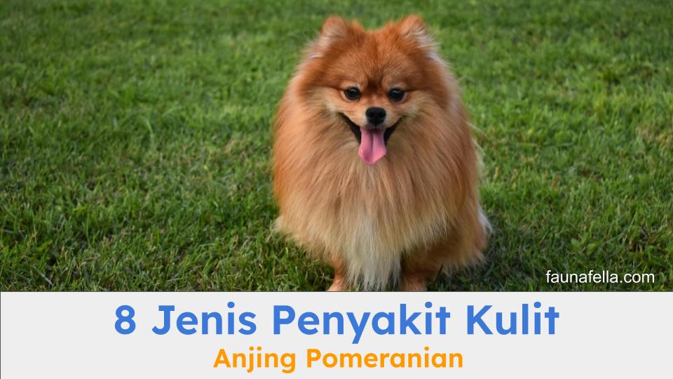 Jenis penyakit kulit anjing Pomeranian sangat beragam, kenali jenis dan pengobatannya.