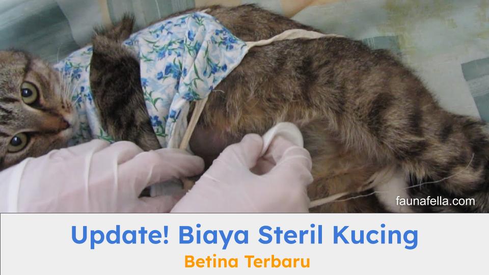 Kucing betina yang akan disterilisasi. Biaya steril kucing betina umumnya lebih mahal.