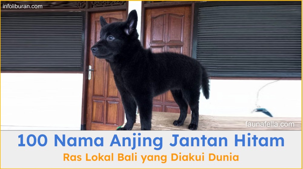 Nama anjing jantan hitam membuat anabul tetap unik, lucu dan misterius