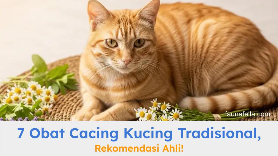 Obat cacing kucing tradisional bisa menjadi solusi atas masalah cacing pada anabul.