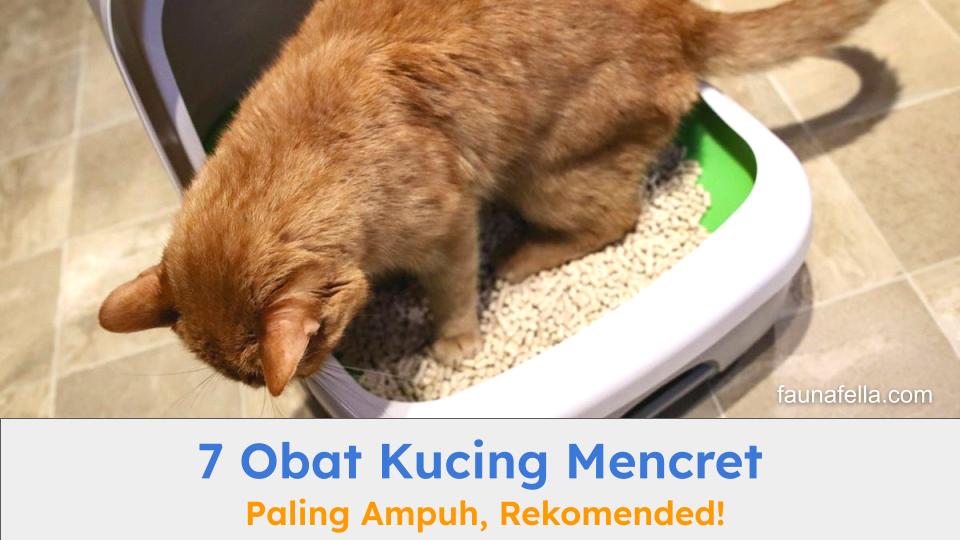 Obat kucing mencret bisa atasi gejala diare atau mencret secara efektif.