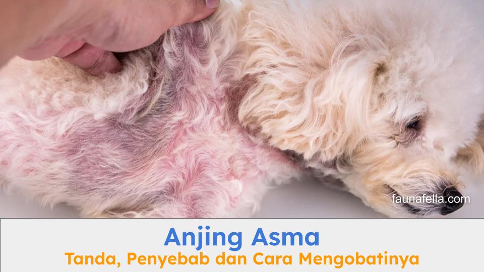 Anjing asma harus segera mendapatkan perawatan agar tidak semakin buruk kondisinya