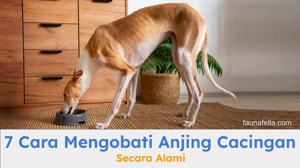 Cara mengobati anjingcacingan bisa secara alami yang lebih aman dan ampuh