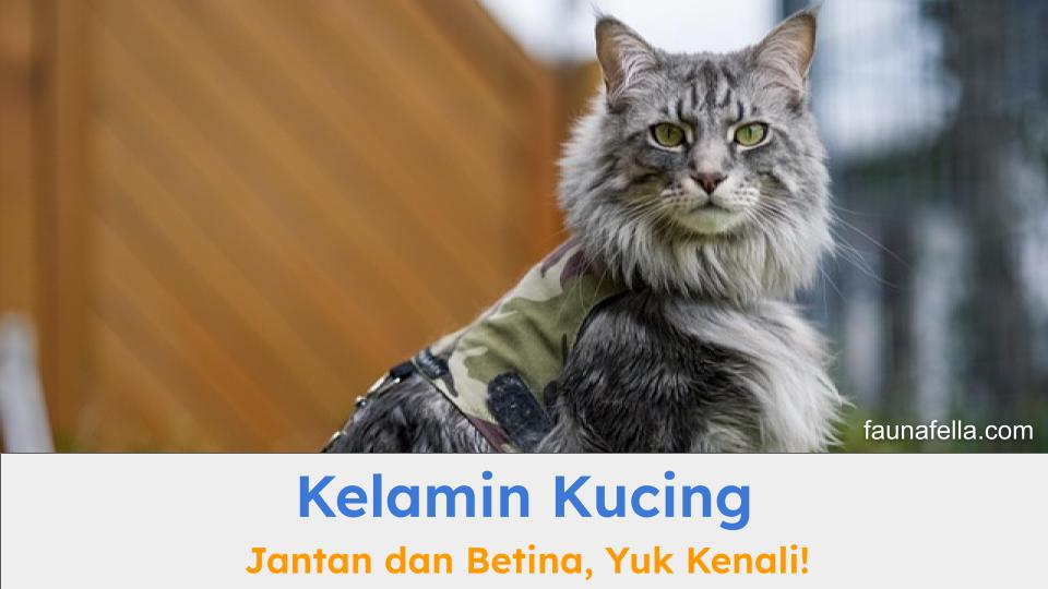 Kelamin kucing jantan dan betina berbeda, cari tahu bedanya yuk