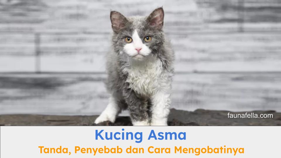 Kucing asma dapat dilihat dari beberapa tandanya. Kenali juga penyebab dan tips mengobatinya